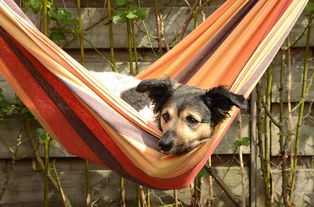 Accessori per cani