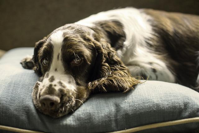 Scegli i migliori prodotti ed accessori per cane